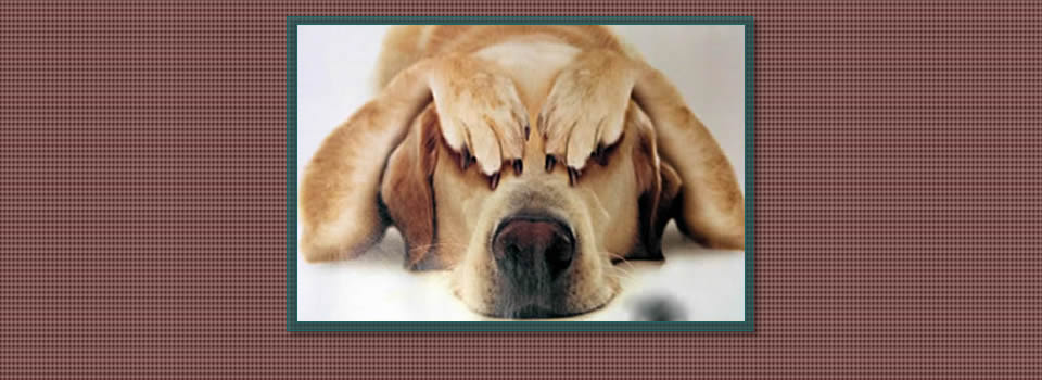 Dogs misbehaving