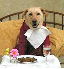 Dog Eating